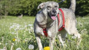 Thilda3