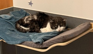 terentino3 1024x1365