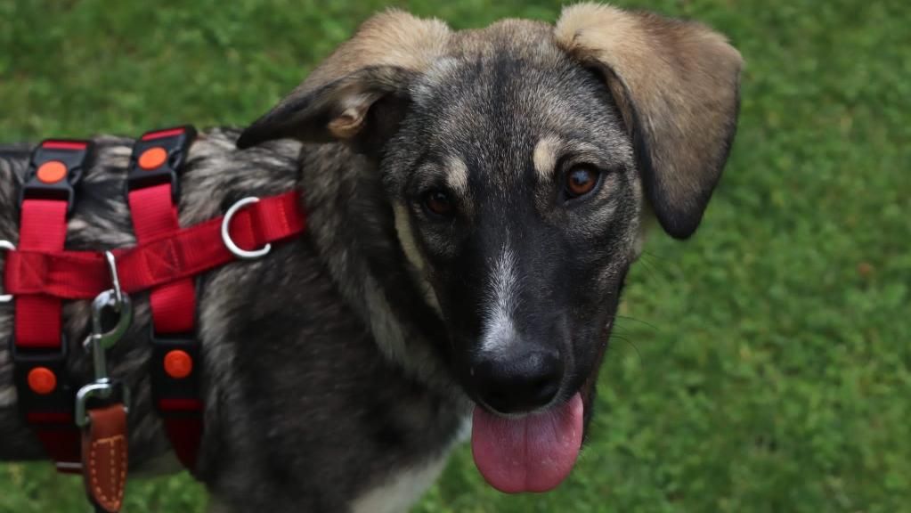 Gustav sucht ein Zuhause