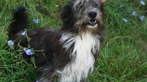 Nookie sucht ein Zuhause