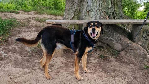 Rüde Turbo sucht ein Zuhause