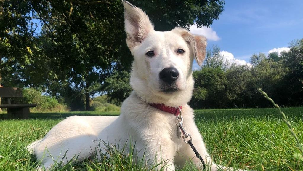 Luna sucht ein Zuhause