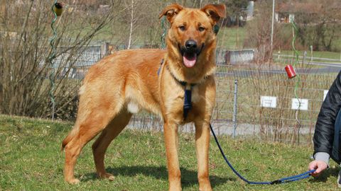 Bravo sucht ein Zuhause