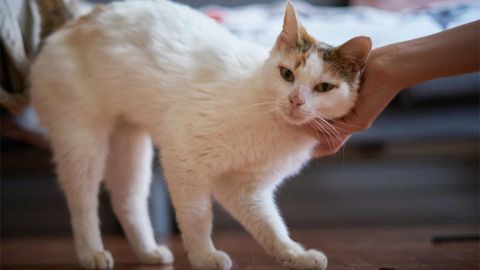 Orange sucht ein neues Zuhause