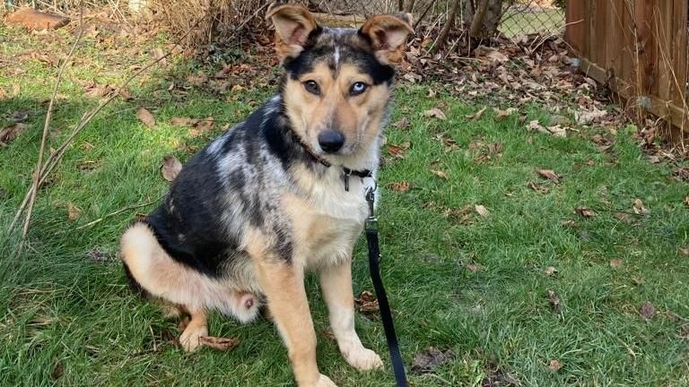 Finley sucht ein Zuhause