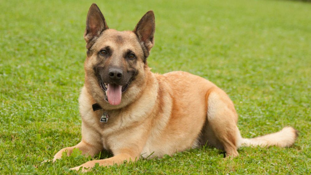 Rem sucht ein Zuhause