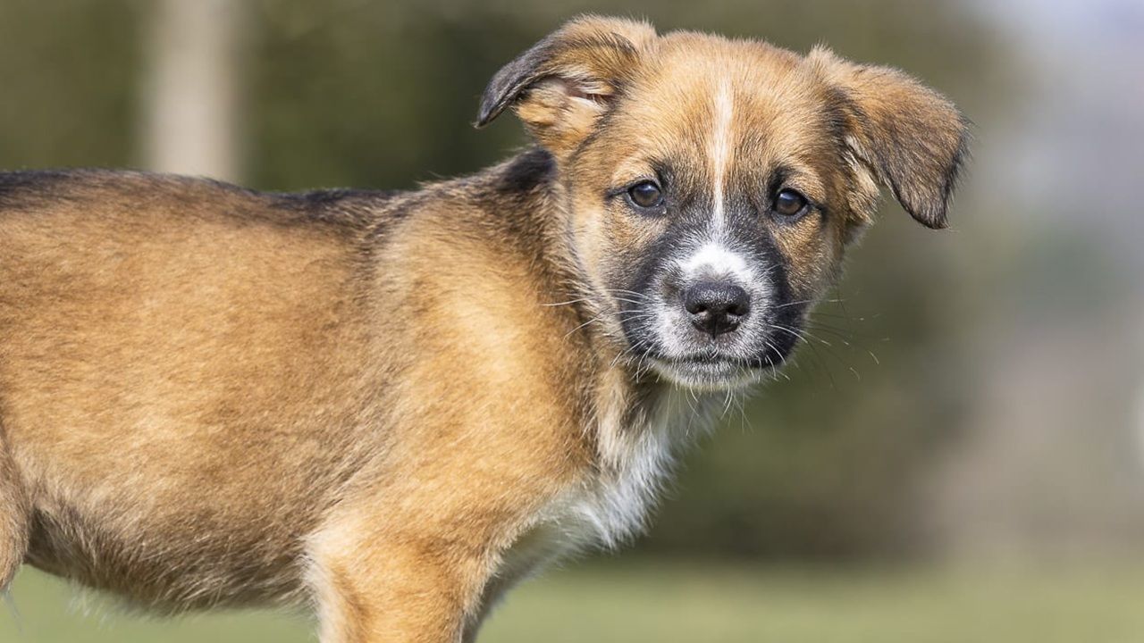 Hundewelpe Nero