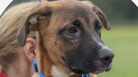 Lotos sucht ein Zuhause