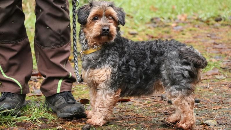 Henriette sucht ein Zuhause