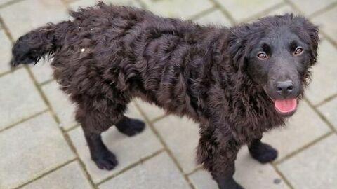 Hannah sucht ein Zuhause