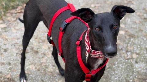 Reno sucht ein Zuhause