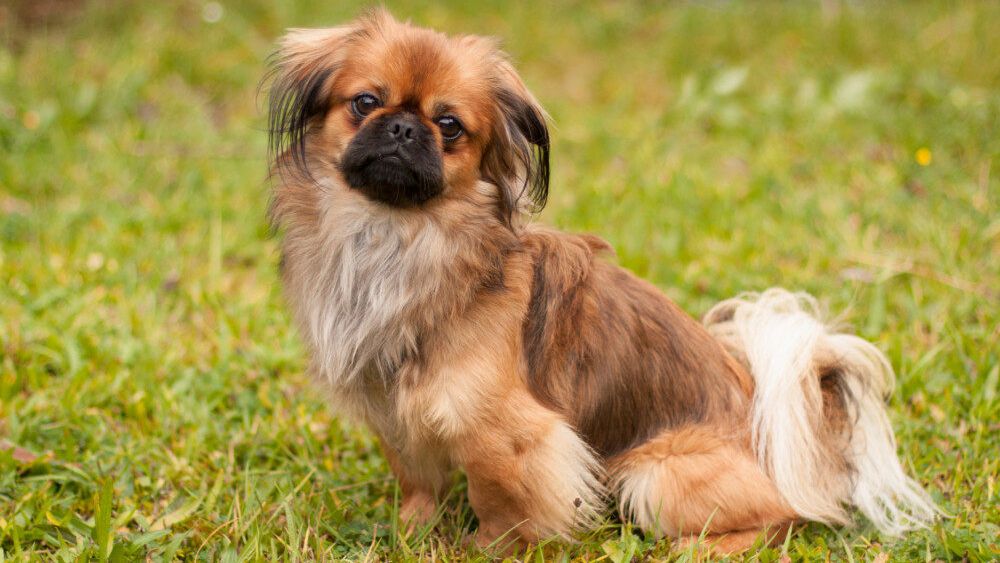 Billy Young sucht ein Zuhause