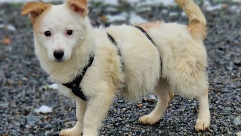 Mochi sucht ein Zuhause