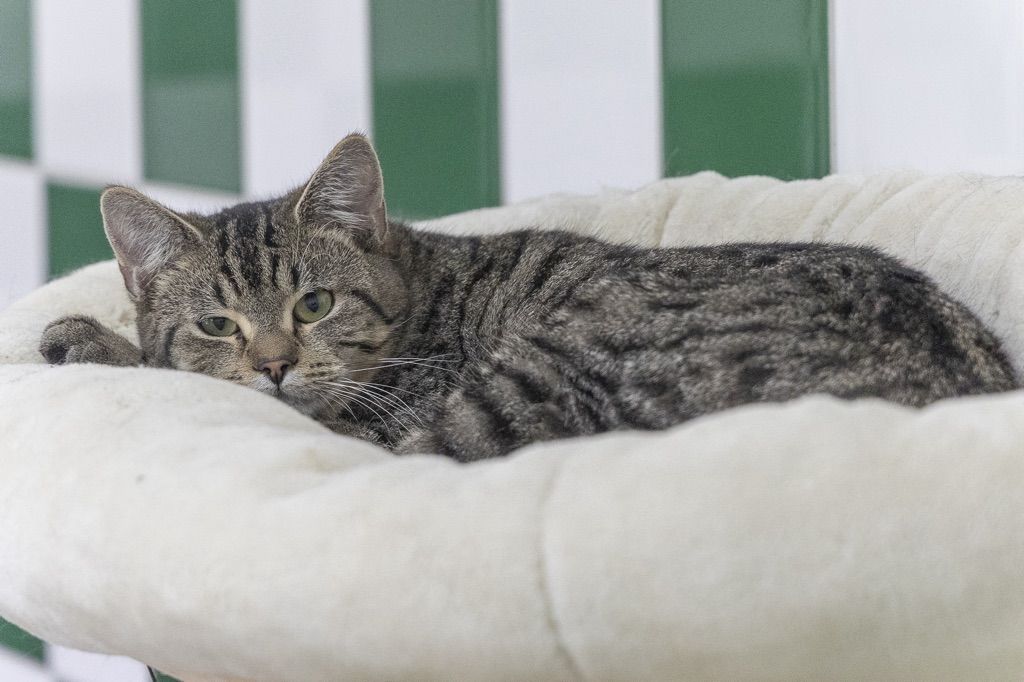 Naps sucht ein Zuhause