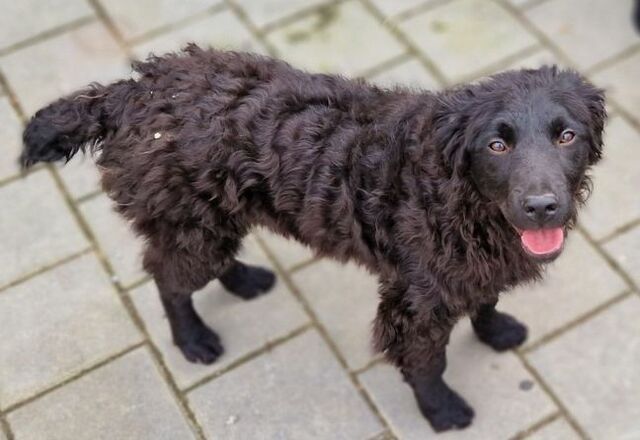 Hannah sucht ein Zuhause