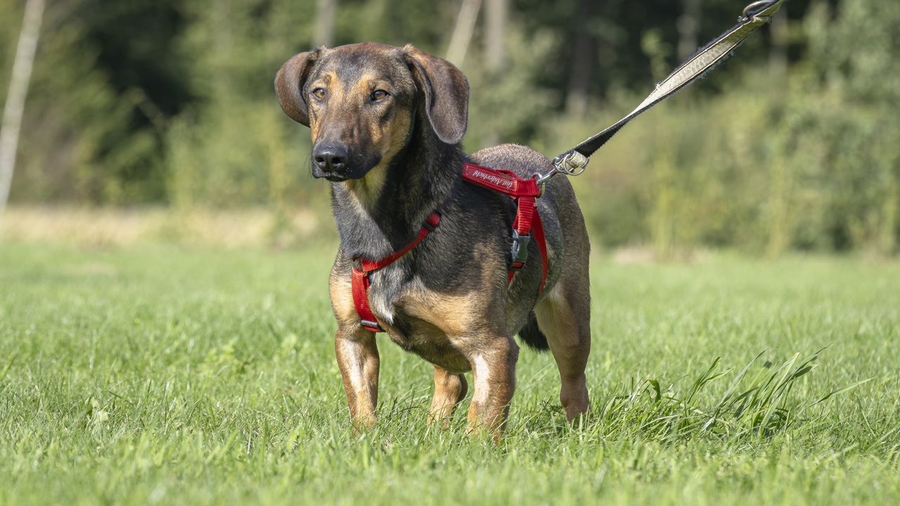 Mischlingshund Tom