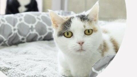 Tiffy sucht ein Zuhause