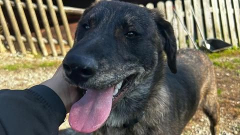 Olaf sucht ein Zuhause