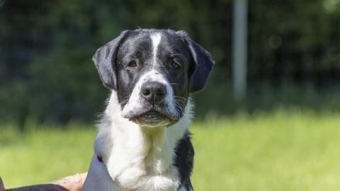 Butch sucht ein Zuhause