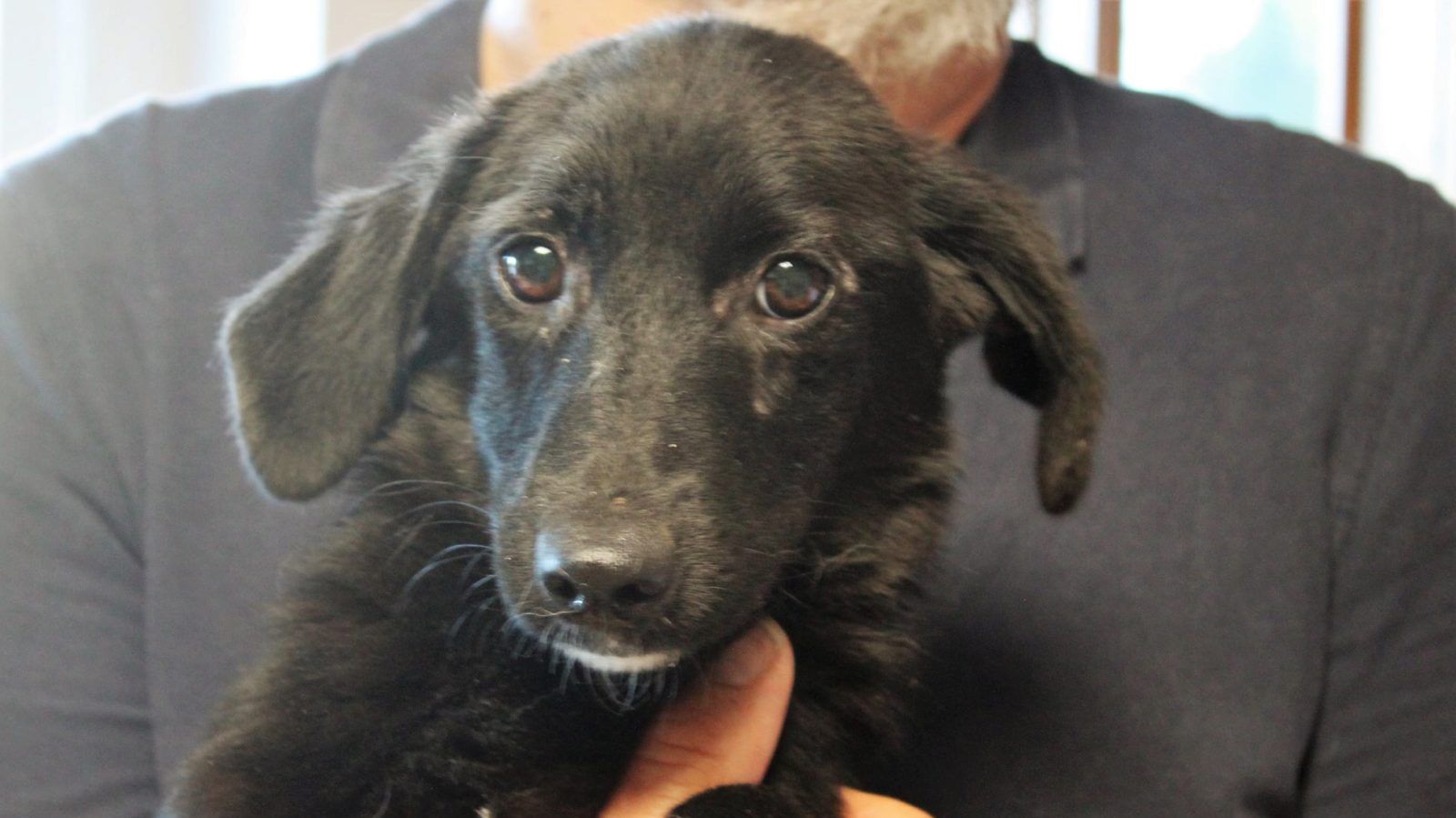 Hündin Cosie sucht ein Zuhause