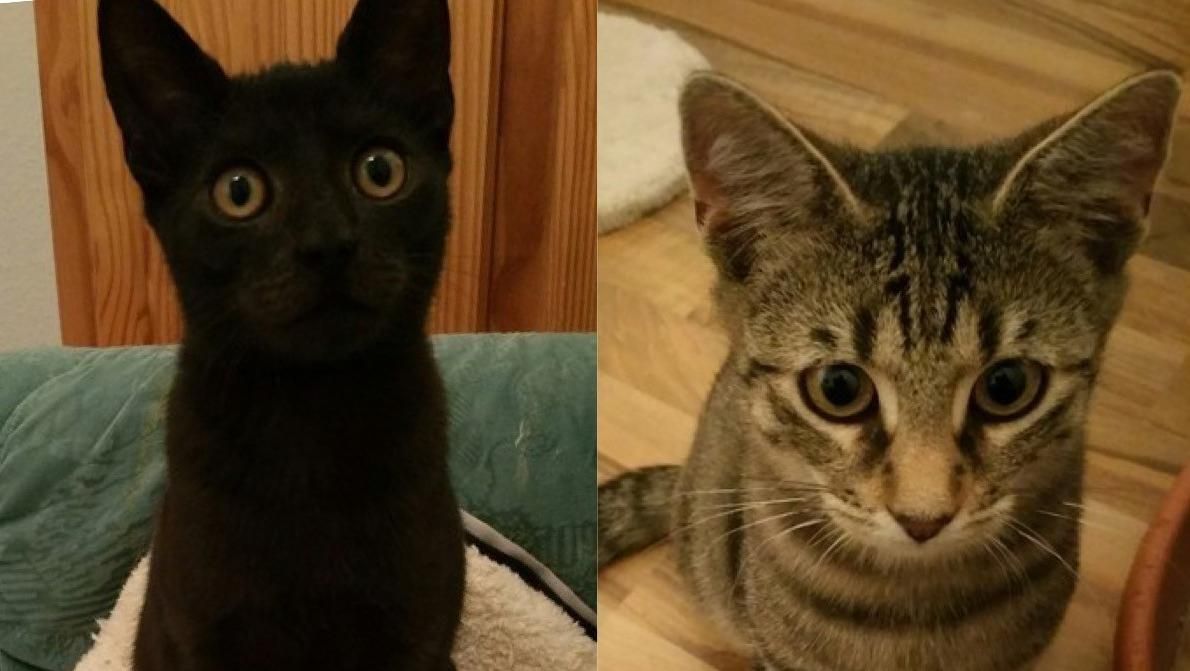 Die Katzen Nadja und Nico suchen ein Zuhause