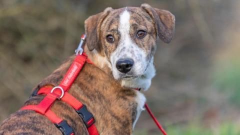 Fabo sucht ein Zuhause