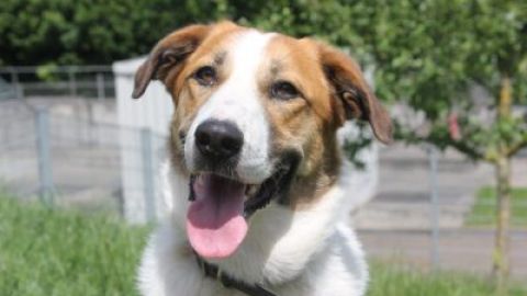 Lucy sucht ein Zuhause