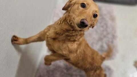 Leo sucht ein Zuhause