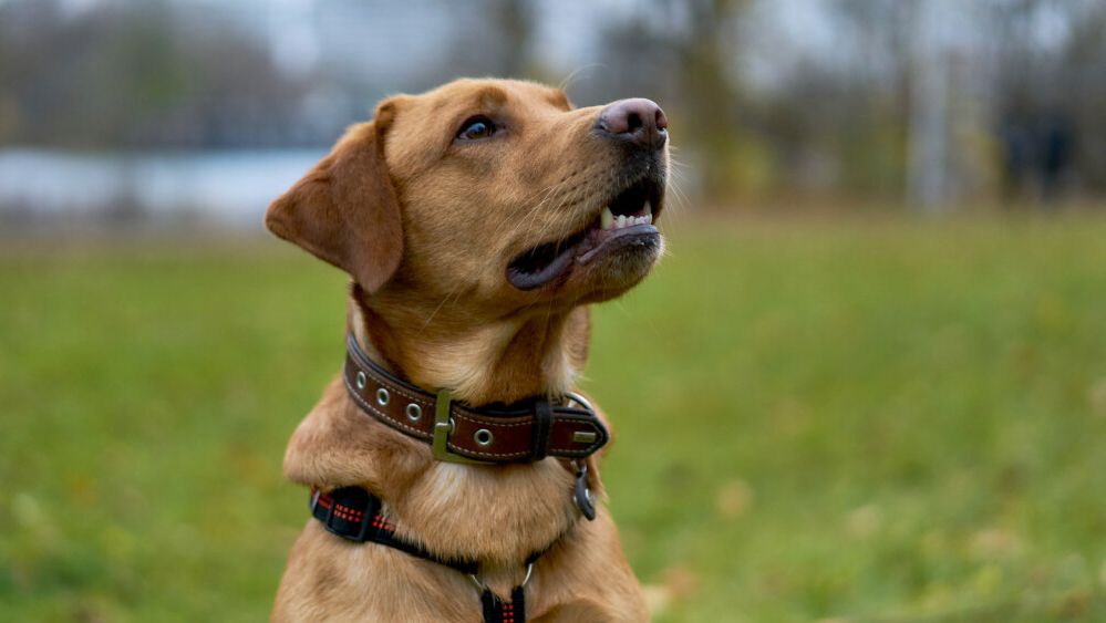 Maylo sucht ein Zuhause