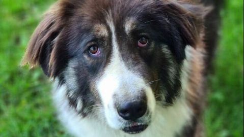 Koda sucht ein Zuhause