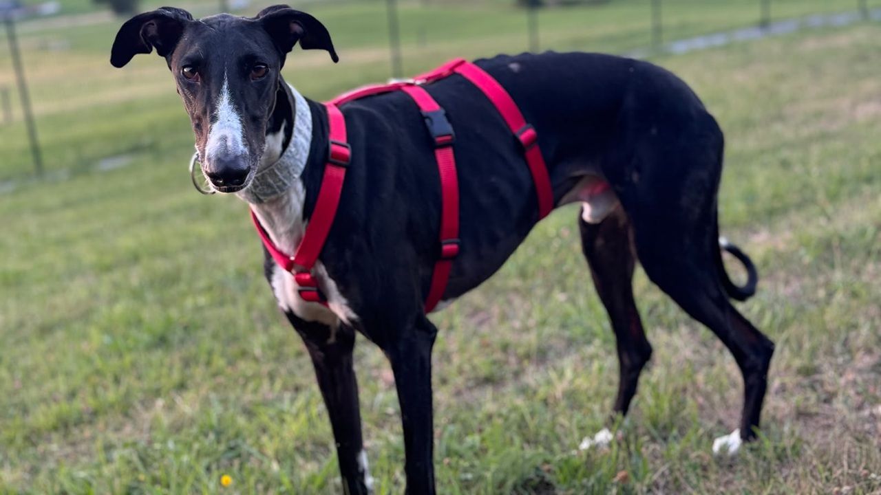Hund Diamond (Galgo)