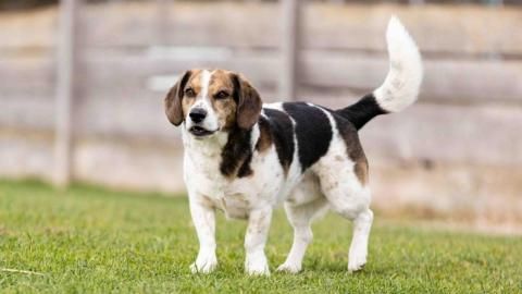 Ignaz sucht ein Zuhause