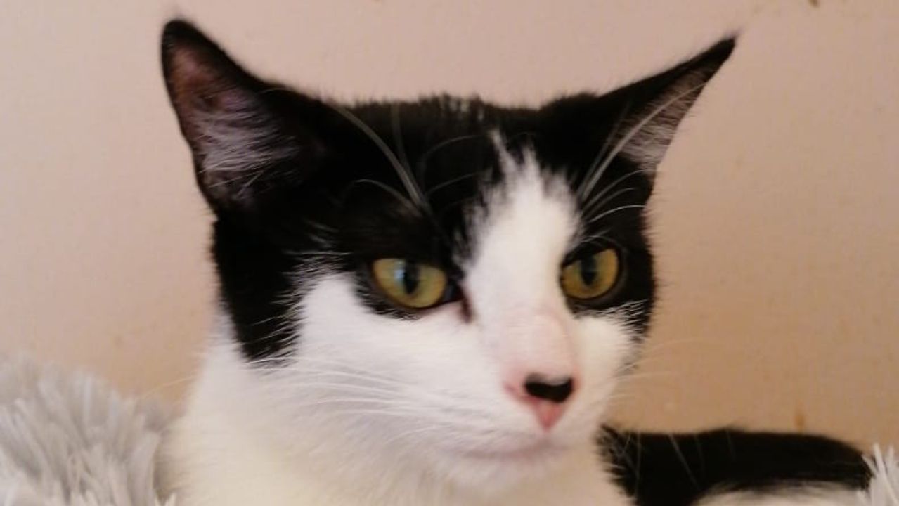 Fleckchen sucht ein neues Zuhause