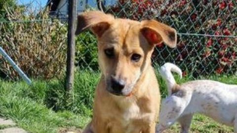 Jessy sucht ein Zuhause