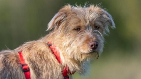 Tea sucht ein Zuhause