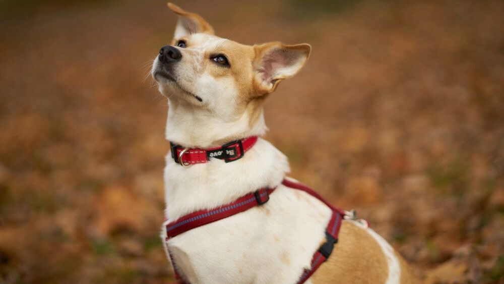 Babasch sucht ein Zuhause