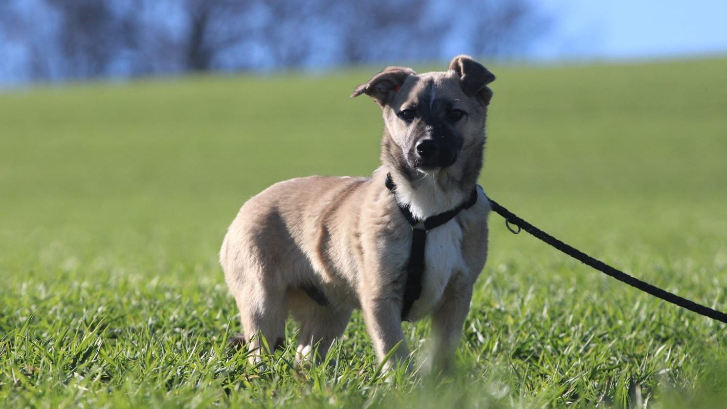 Anakin sucht ein Zuhause