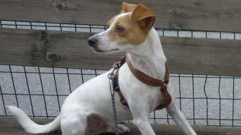 Miguel sucht ein Zuhause