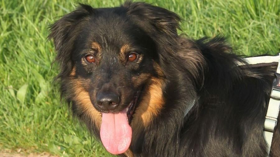 Cooper sucht ein Zuhause