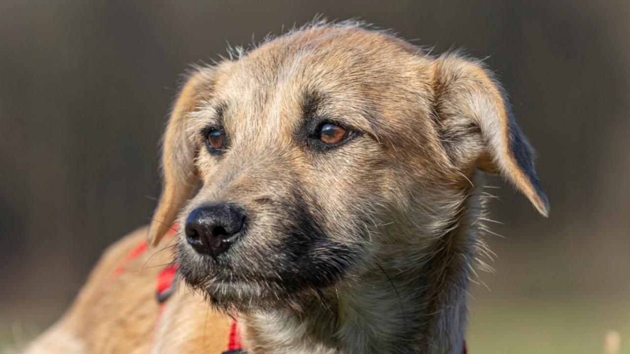 Davida sucht ein Zuhause