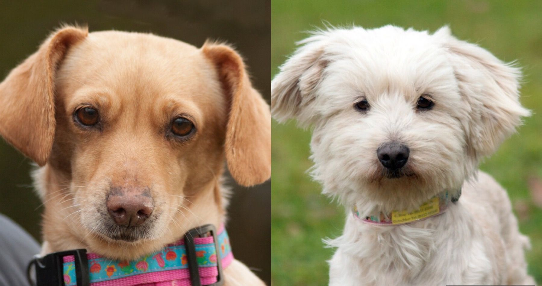 La Cecilia und La Sofia suchen ein Zuhause