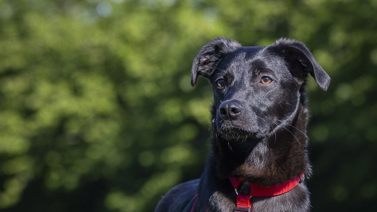 Hund Helmut
