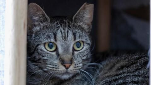 Nu sucht ein Zuhause