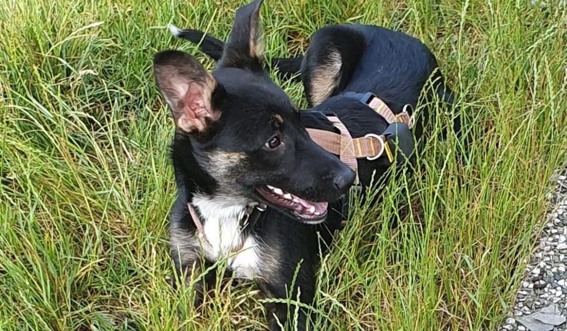 Finley sucht ein neues Zuhause