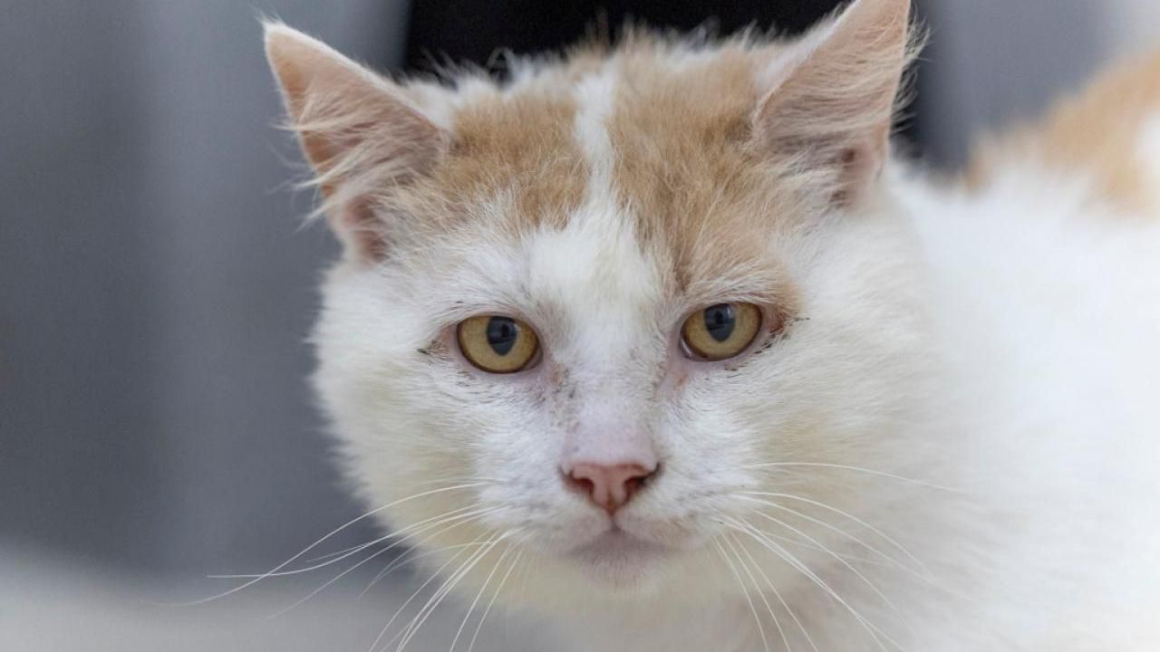 Maple sucht ein Zuhause