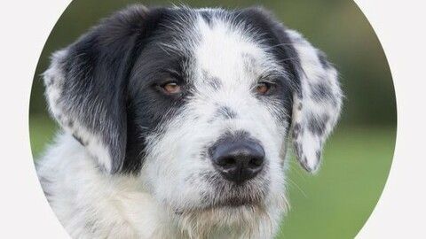 Teddy sucht ein Zuhause