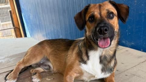 Lucio sucht ein Zuhause