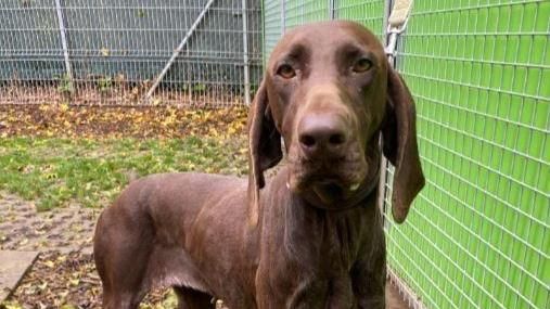 Miria sucht ein Zuhause