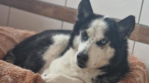 Megi sucht ein Zuhause