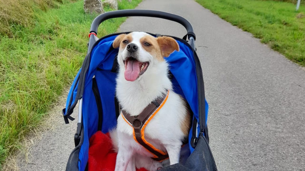 Charly sucht ein neues Zuhause